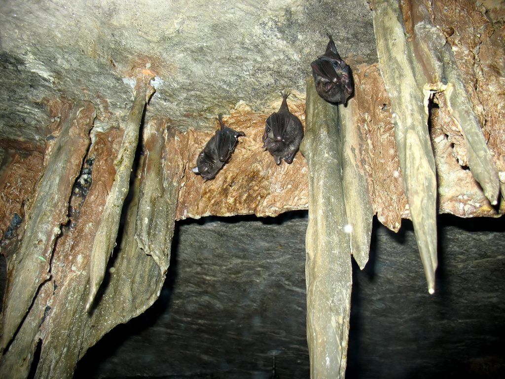 Learn Why the Mexican FreeTailed Bat is So Unique Bat Removal in