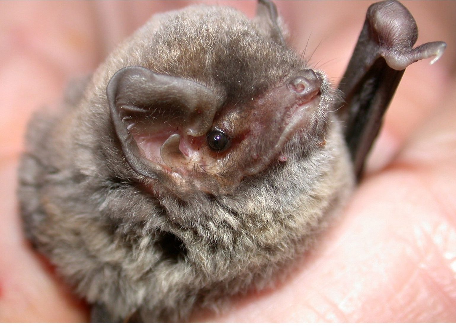 How to Deal With Bats in the Attic Bat Removal in Louisville, Kentucky