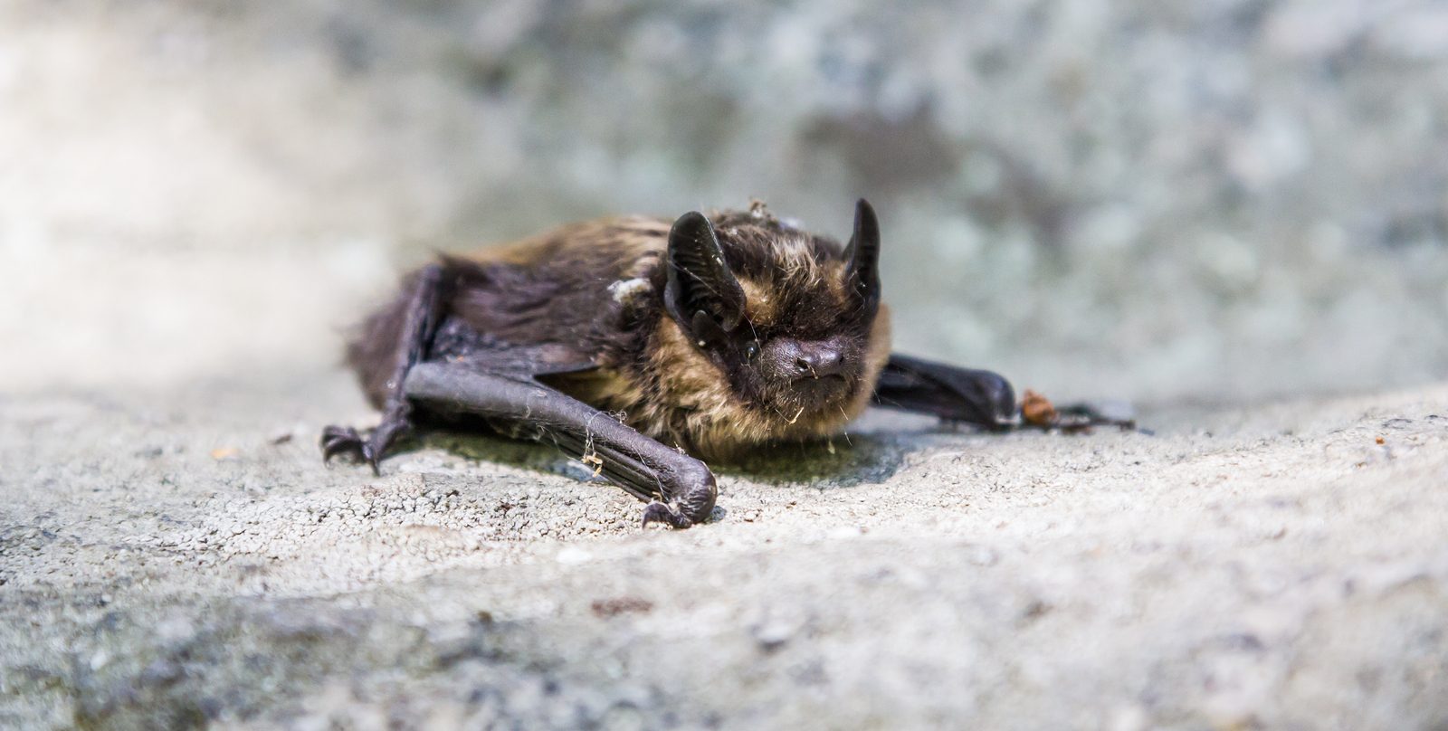 Do Bats Carry Diseases? Bat Removal in Louisville, Kentucky