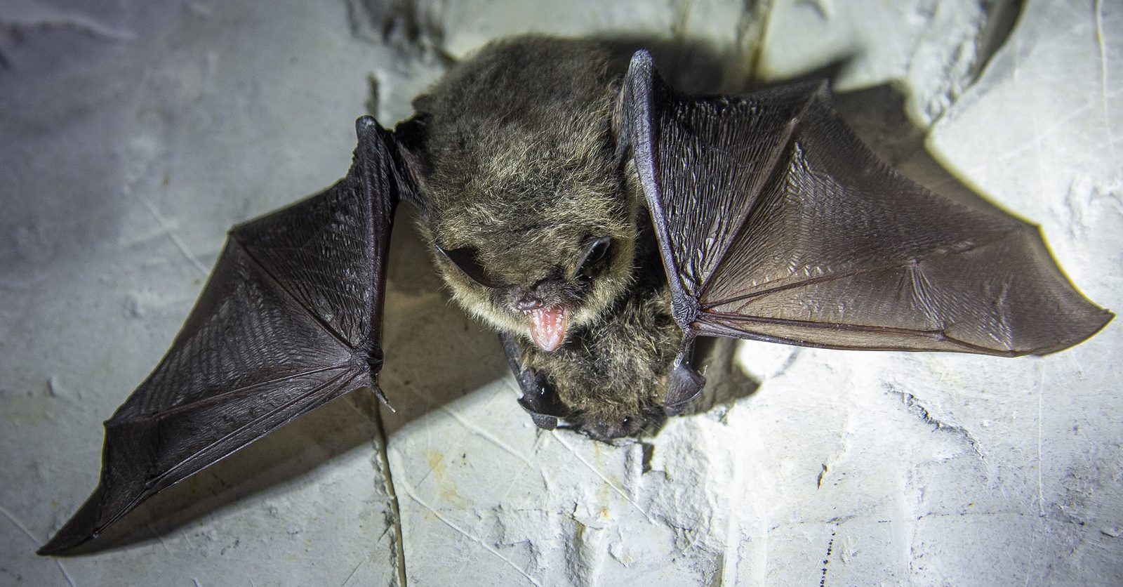 How to Solve Nuisance Bat Problems in Winter Bat Removal in