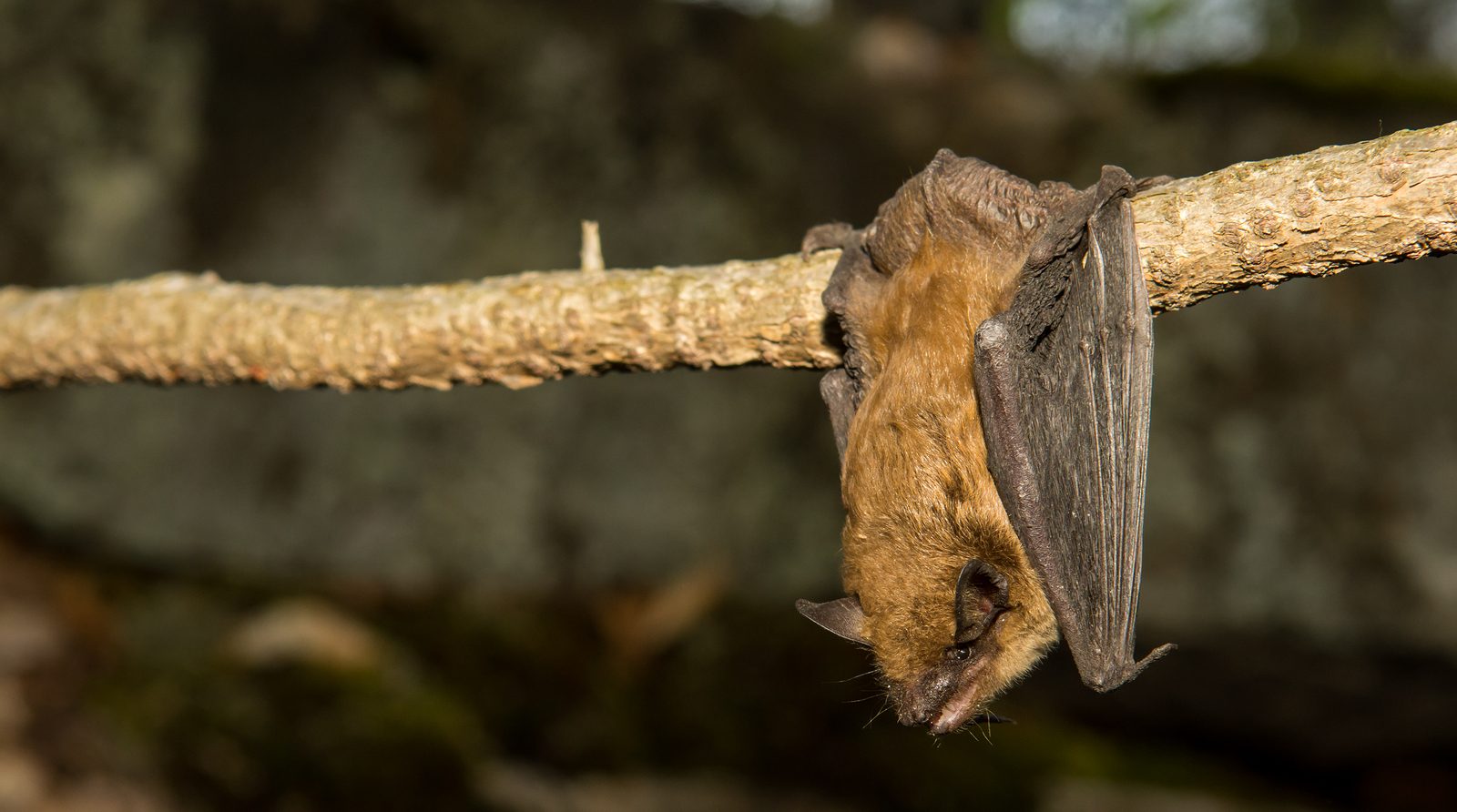 Most Common Species of Bat Found in Kentucky Bat Removal in