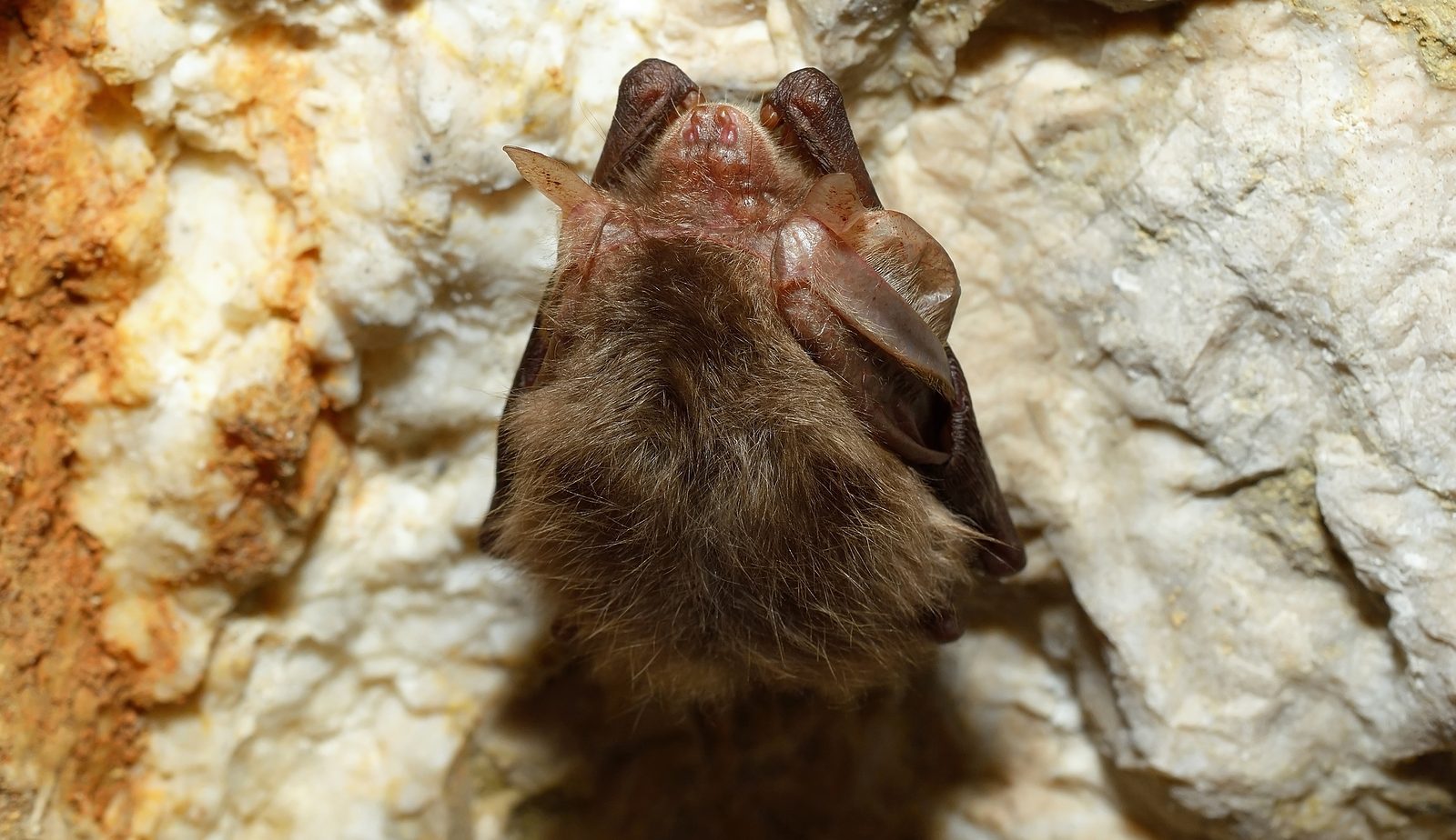 Learn All About the Tricolored Bat Formerly Known as the Eastern Pipistrelle Bat Removal in