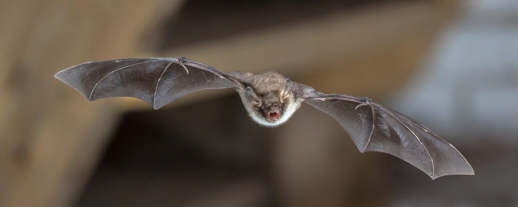 Louisville Bat Removal and Control 502-553-7622