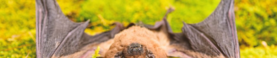 Louisville Bat Removal and Control 502-553-7622