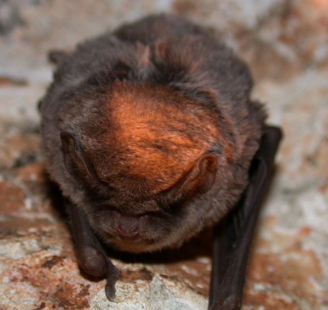 What To Do If You Find a Bat on the Ground Bat Removal in Louisville, Kentucky