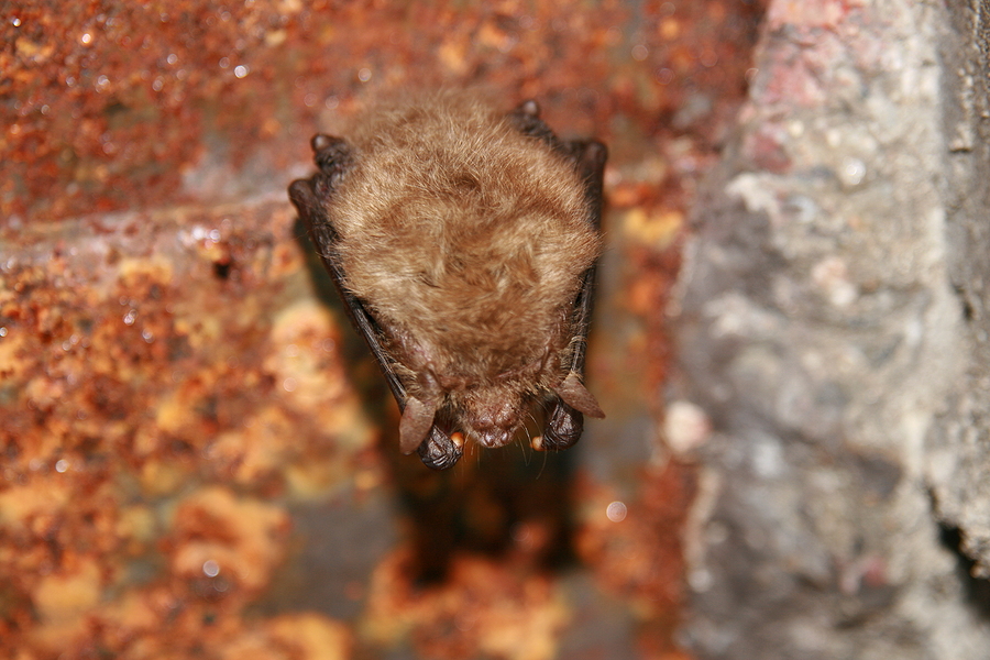 Call 502-553-7622 for Bat Removal Service in Louisville Kentucky