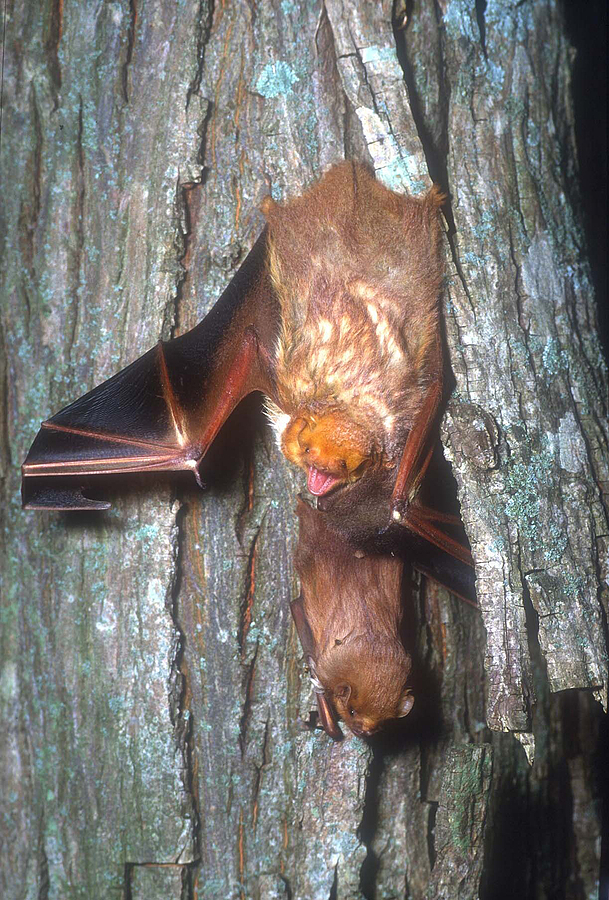 Call 502-553-7622 for Professional Bat Control Service in Louisville Kentucky